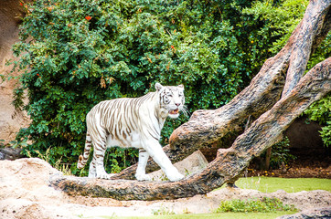 Naklejka premium white tiger