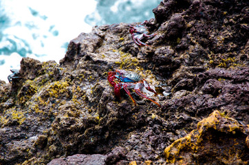 Ocean crab