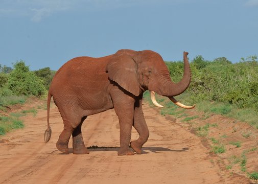 En Afrique, &eacute;l&eacute;phant barrant une piste de terre rouge