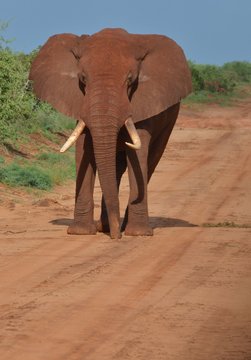 En Afrique, &eacute;l&eacute;phant barrant une piste de terre rouge