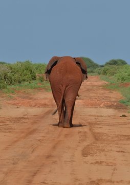 En Afrique, &eacute;l&eacute;phant barrant une piste de terre rouge