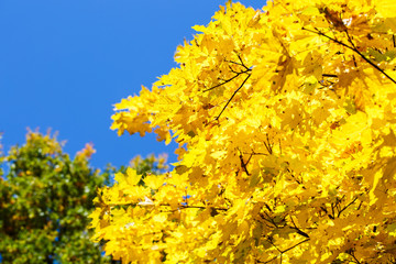 Naklejka na ściany i meble Golden, yellow and orange leaves on the sky. Autumn background