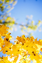 Golden, yellow and orange leaves on the sky. Autumn background