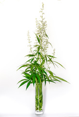 Fototapeta premium Strong natural cannabis plant with many leaves in sunshine with shadows.
