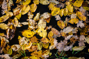 Autumn maple leaves on the water