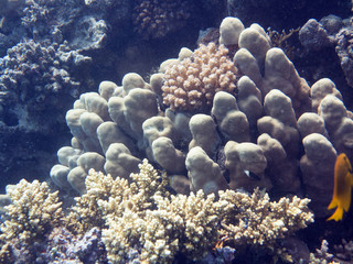 Unterwasser Ägypten