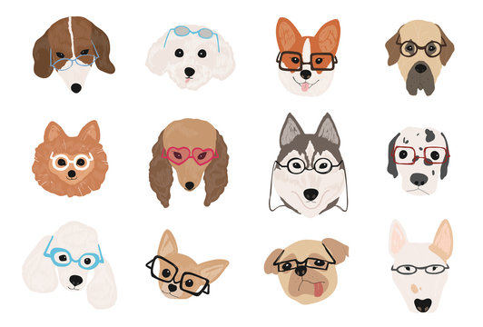 Collection of cute dogs of various breeds wearing glasses and sunglasses of different styles. Bundle of funny cartoon pet animal faces or heads isolated on white background. Vector illustration.