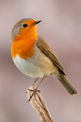 Obraz premium Ładny ptak Z ładnym pomarańczowo-czerwonym upierzeniem