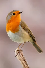 Foto auf Acrylglas Hübscher Vogel mit einem schönen orangeroten Gefieder © Gelpi