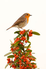 Pretty bird with a nice orange red plumage