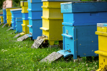 Hives in the apiary