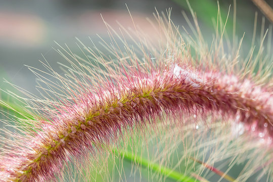 Close up desho grass