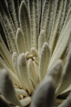 Background from green leaves of espeletia from Venezuela