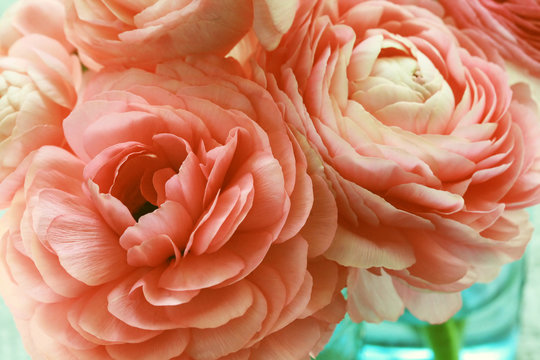 Pink Ranunculus Flowers In A Blue Glass Vase