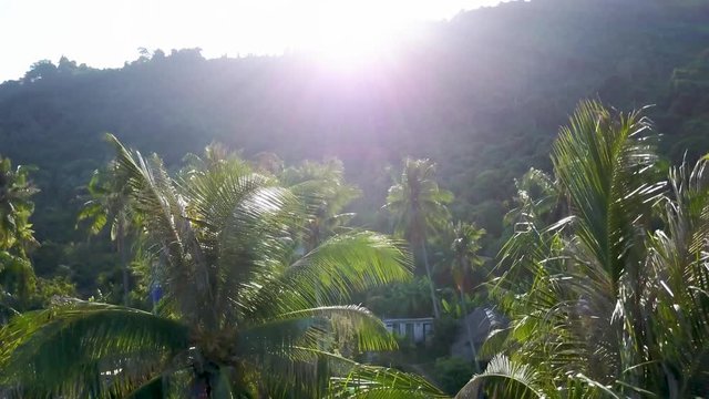 Sunrise through the palm trees as the camera booms down from the palm trees to the ground showing a backpacker village on Koh Tonsay, Rabbit Island, Cambodia.