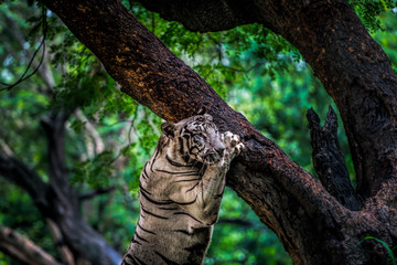 Rare White Tiger at the Delhi Zoo