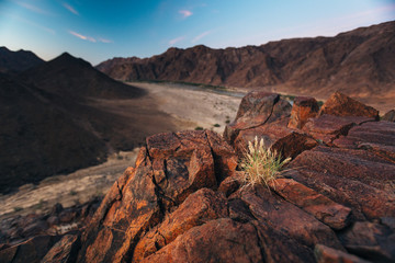 desert plant on a mountain overlooking a valley and the Orange River