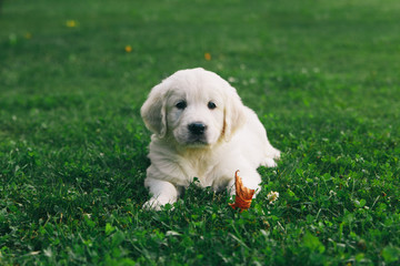 Puppy Golden Retriever pup rests on nature