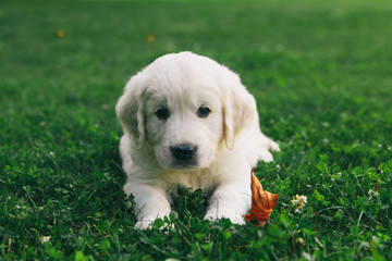 Puppy Golden Retriever pup rests on nature