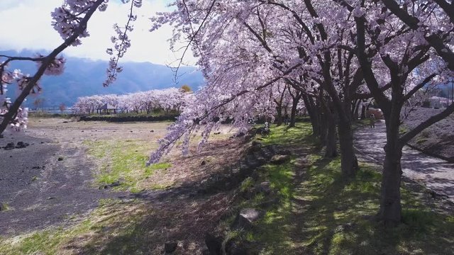 Fuji Lake And Small Boat Revealing Shot Through Sakura, 4k Footage 