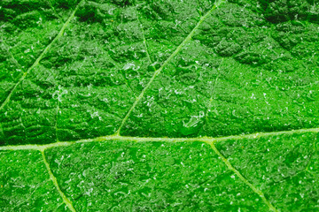 Green leaf texture