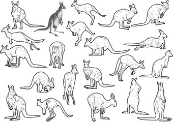 set of twenty one kangaroo on white