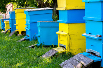 Hives in the apiary