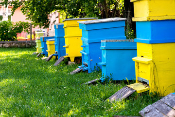 Hives in the apiary