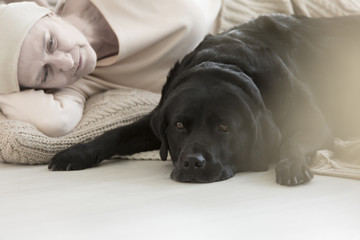 Dog lying by sick owner