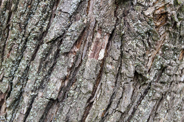 Tree bark texture. Wood background