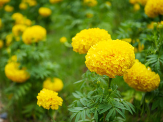 Marigold in garden