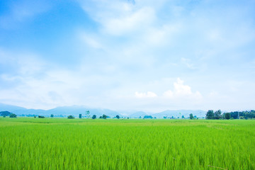 Fototapeta premium paddy