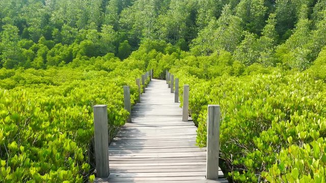dolly shot, wooden bridge of Ceriops Tagal with golden ceramics Tagus background in a mangrove forest located at Prasae, Rayong, Thailand.