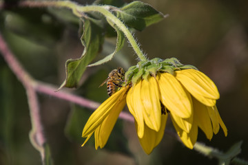 fall flowers texas bee