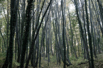 european autumn forest - willowy trees