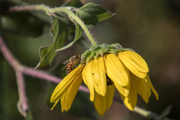 fall flowers texas bee