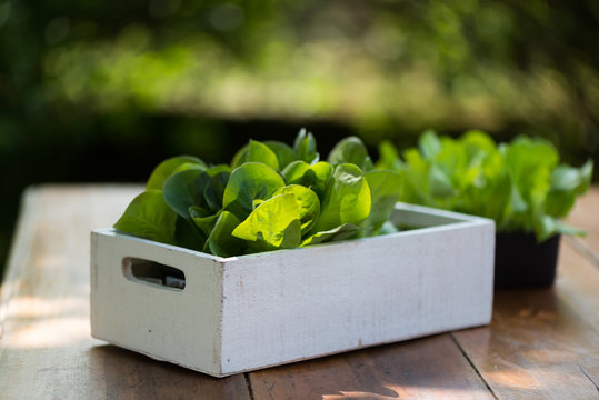 organic plants of lettuce ready to be planted