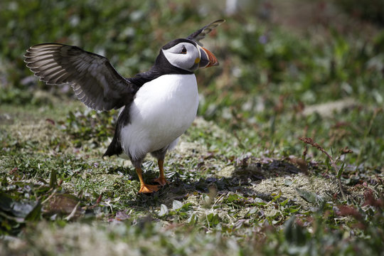 An Arctic Puffin About To Take Flight