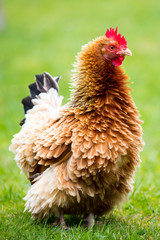 Brown Shaver Hen