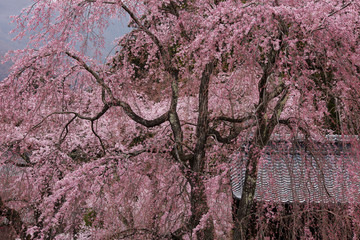 Cherry blossoms in cloudy weather.