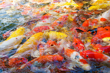 Multi colored fish or Koi fish in a pond.