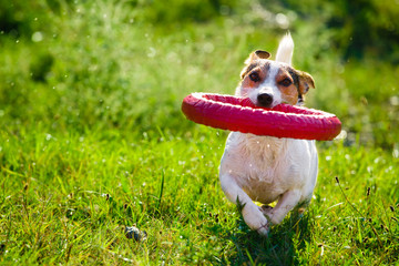 Naklejka na ściany i meble Charming Jack Russel Terrier chewing rubber toy ring while playing on green meadow in sunlight.