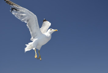  Flying seagull with a blue sky in background