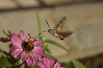Flying Hawk moth (Sphingidae) sucking from stamens