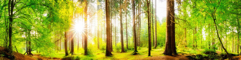 Naklejka premium Piękna lasowa panorama z dużymi drzewami i jaskrawym słońcem
