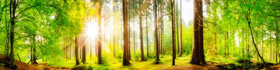Foto auf Alu-Dibond Schönes Waldpanorama mit großen Bäumen und strahlender Sonne © Günter Albers