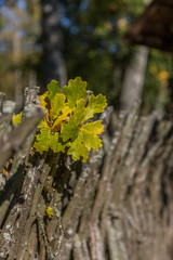 Autumn Oak Tree Leaves On Wooden Trunk
