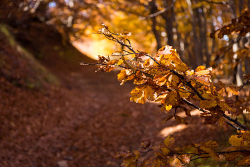 Autumn branch