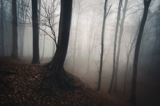 Fototapeta dark misty forest background