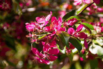 Pink crab-apple blossoms on tree branch on spring